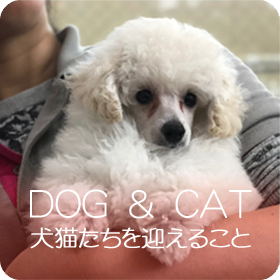 DOG＆CAT