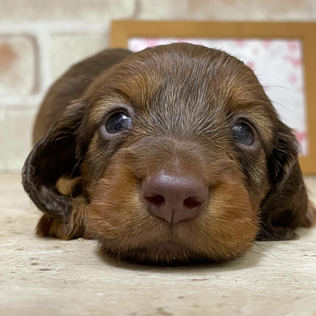 ミニチュアダックスフントの子犬の飼い主募集中です ペットショップ チロル